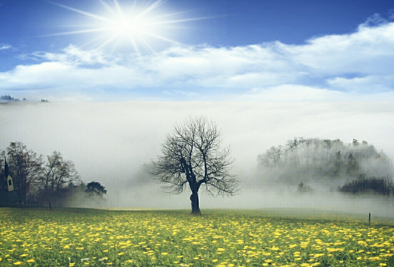 meadow fog trees free photo