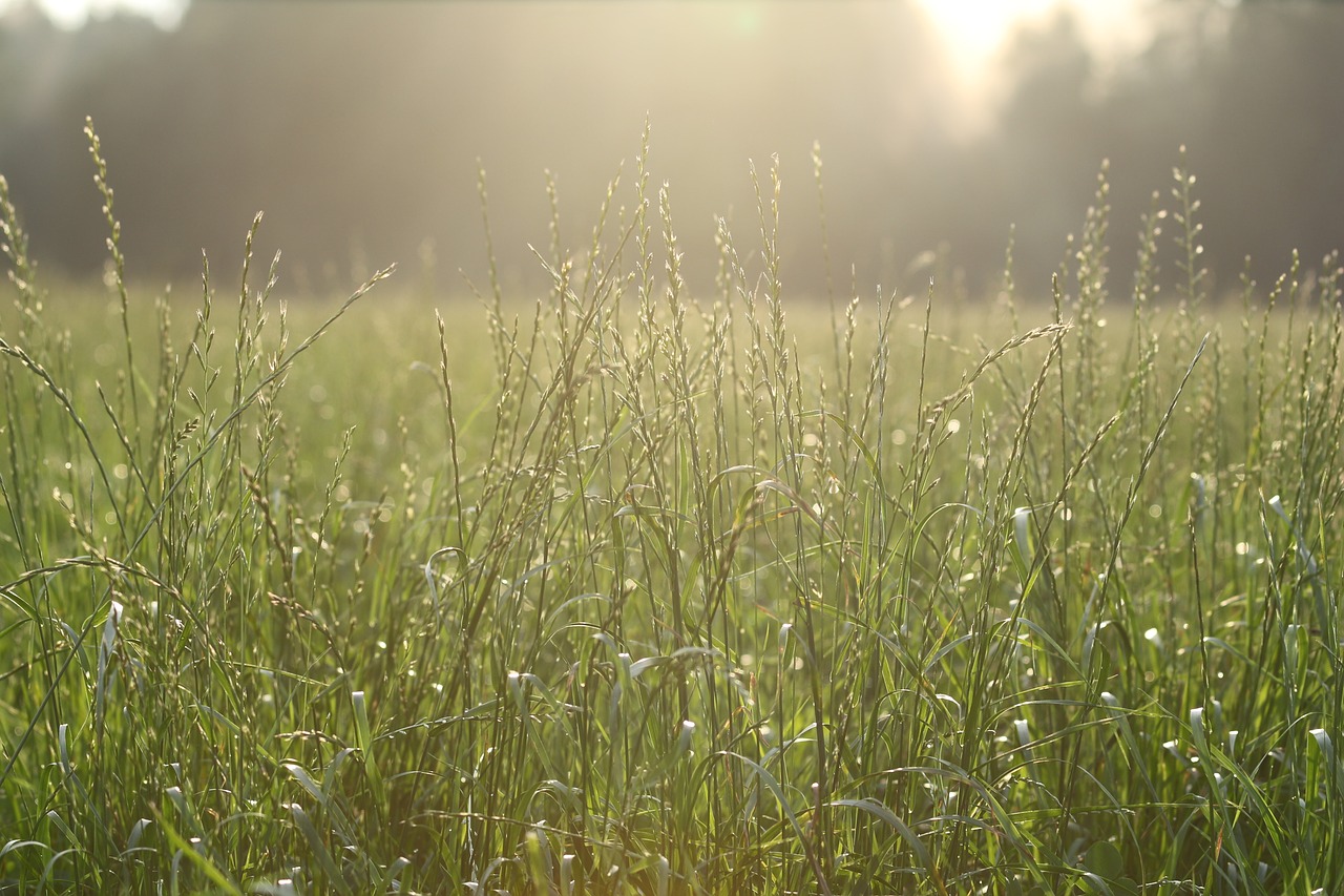 meadow evening sun mirroring free photo