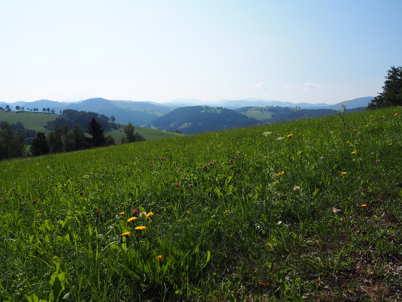 meadow landscape nature free photo