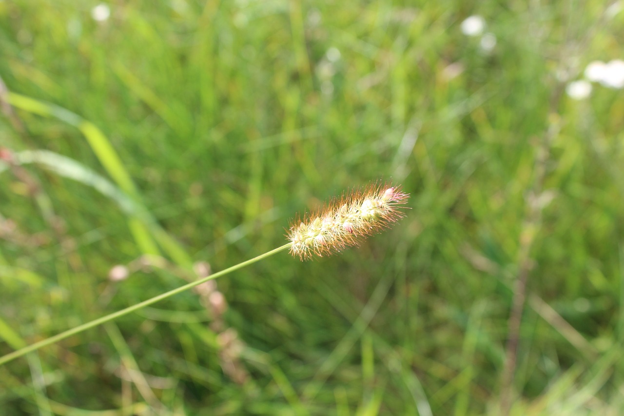 meadow nature grass free photo