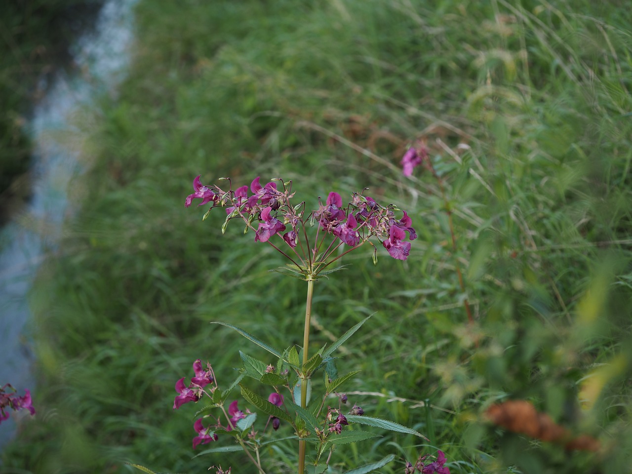 meadow bach grass free photo