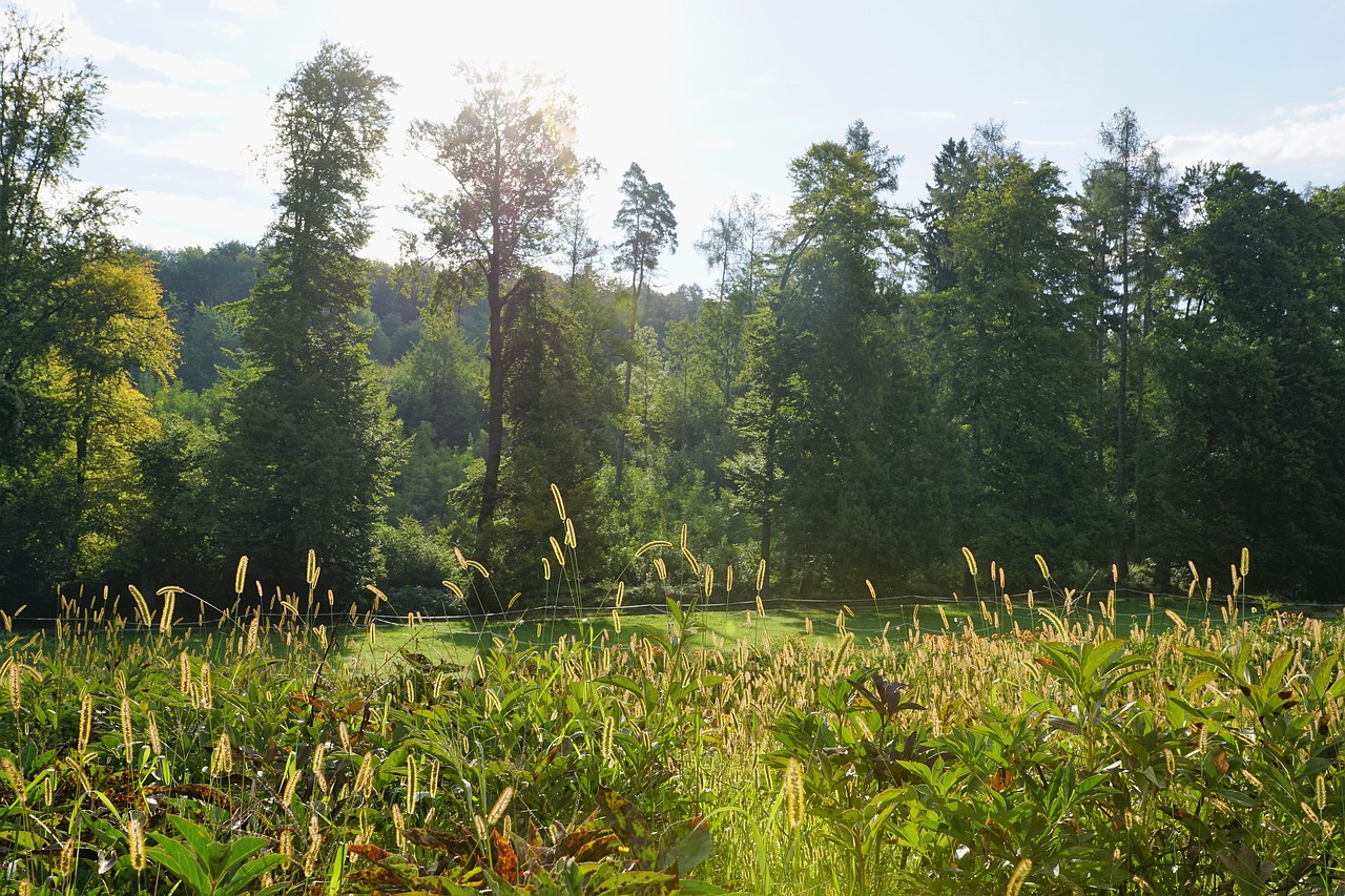 meadow zollikon switzerland free photo