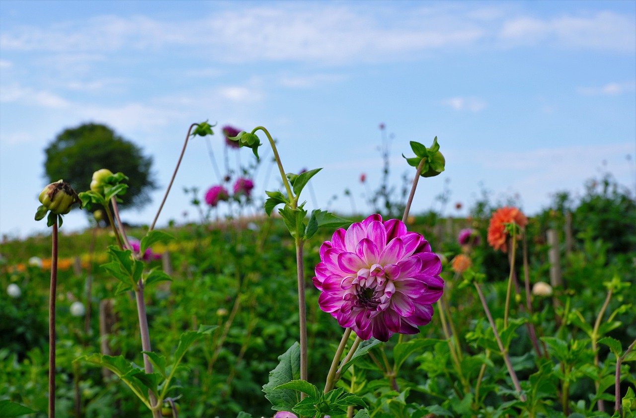 meadow field zollikon free photo