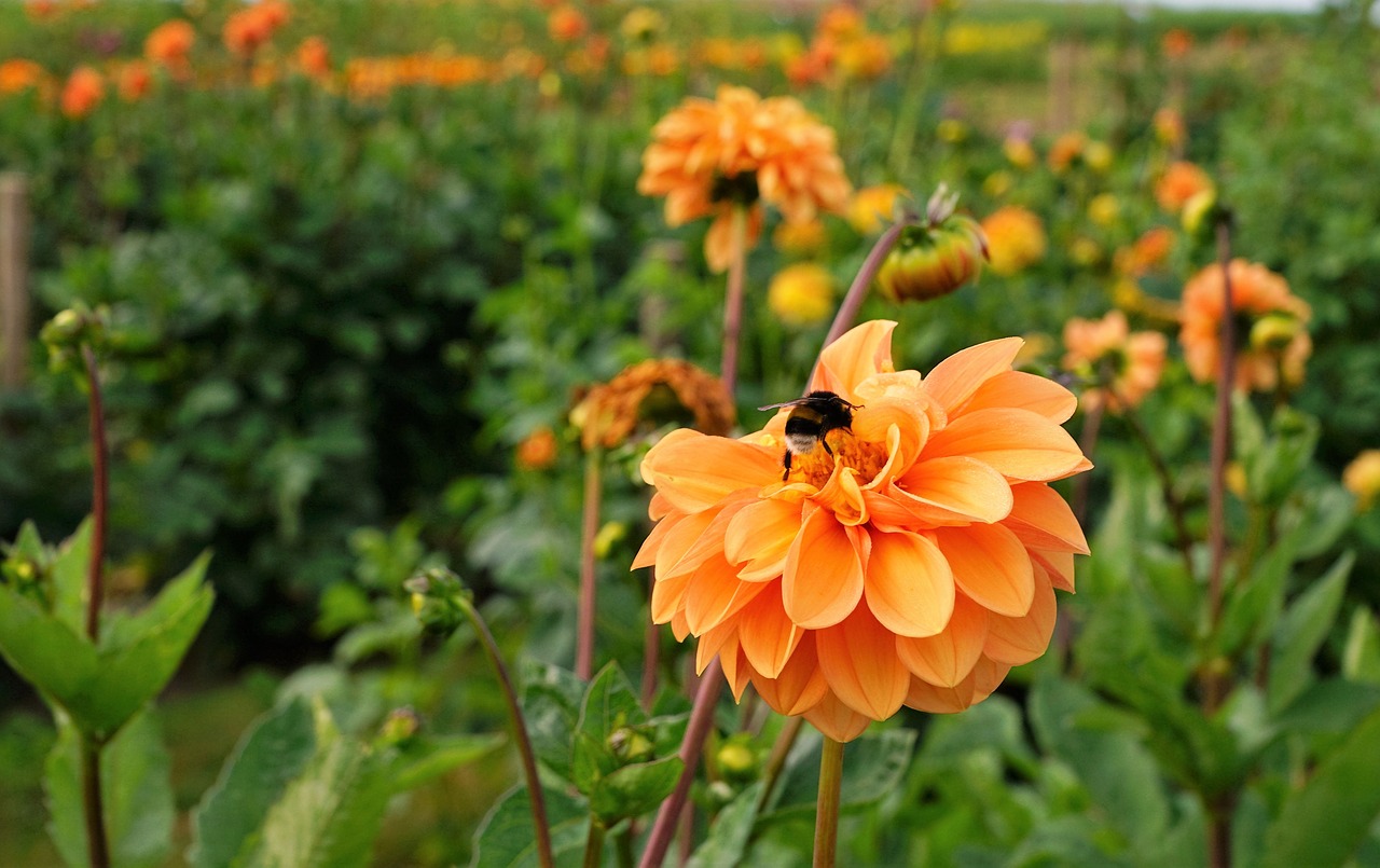 meadow field garden free photo