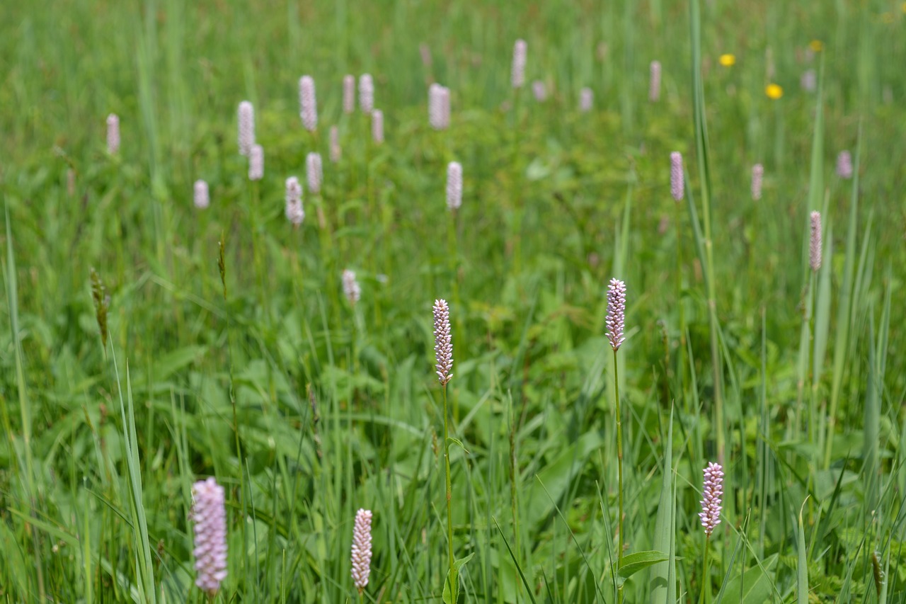 meadow green grass free photo