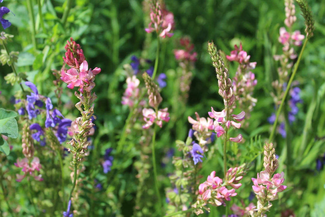 meadow summer nature free photo