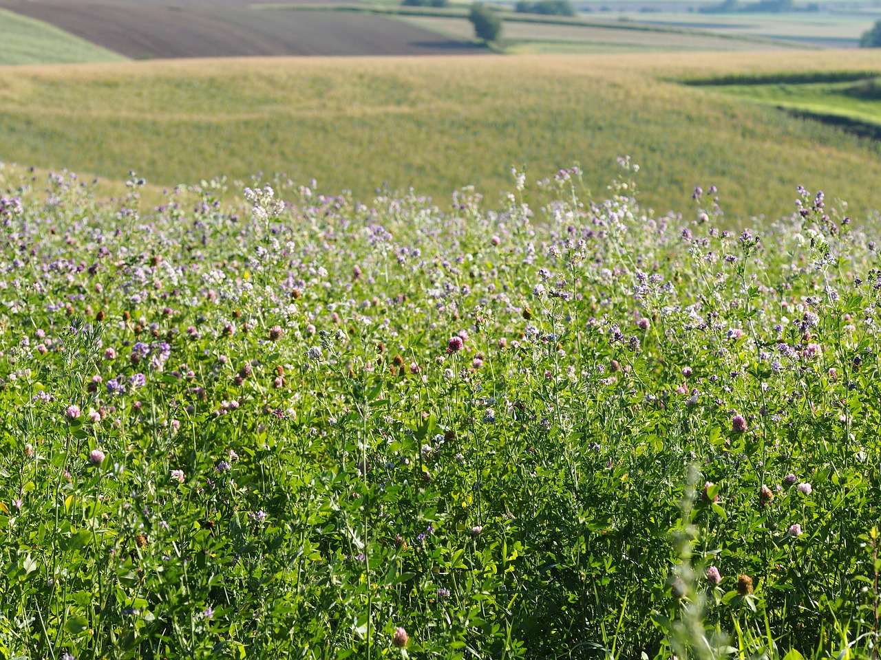 meadow nature green free photo