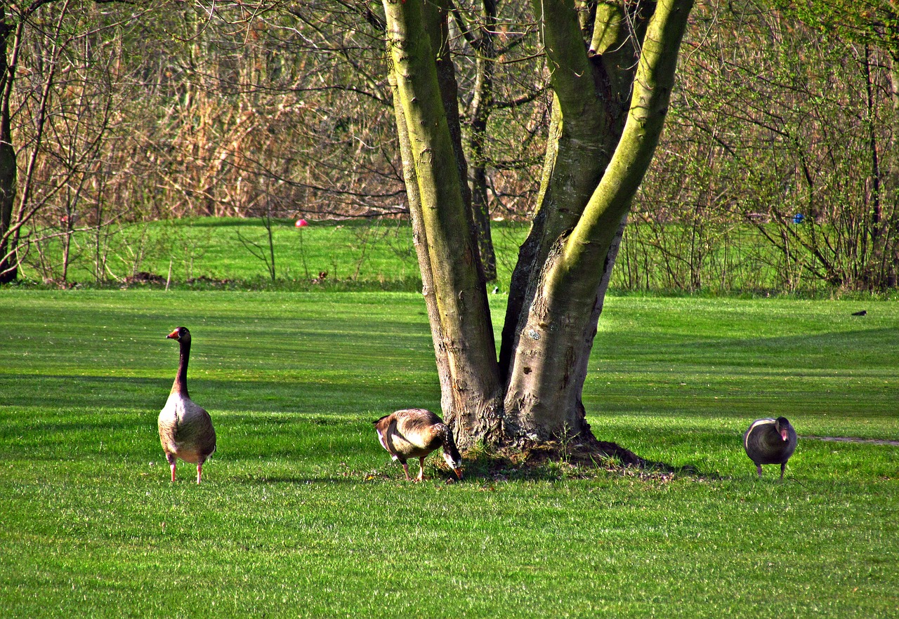 meadow geese birds free photo