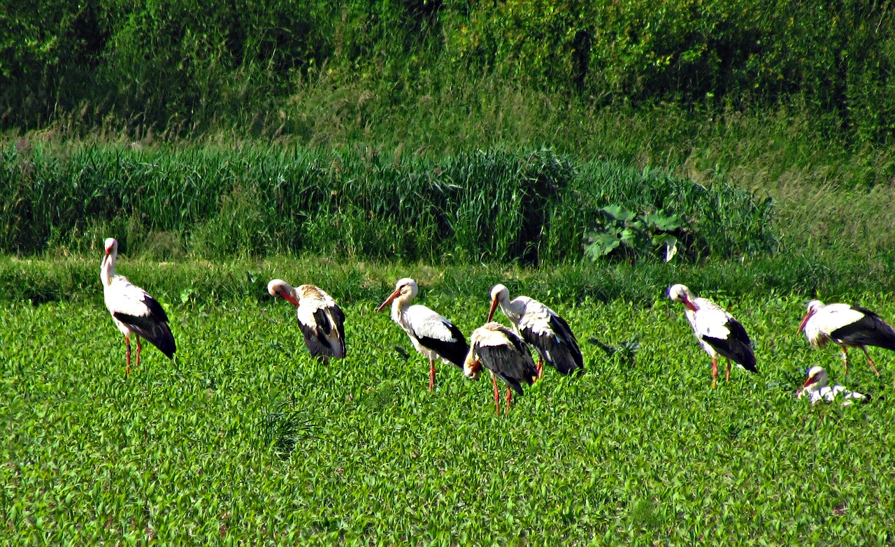 meadow storks field free photo