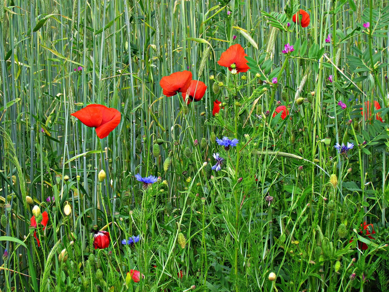 meadow poppies flowers free photo