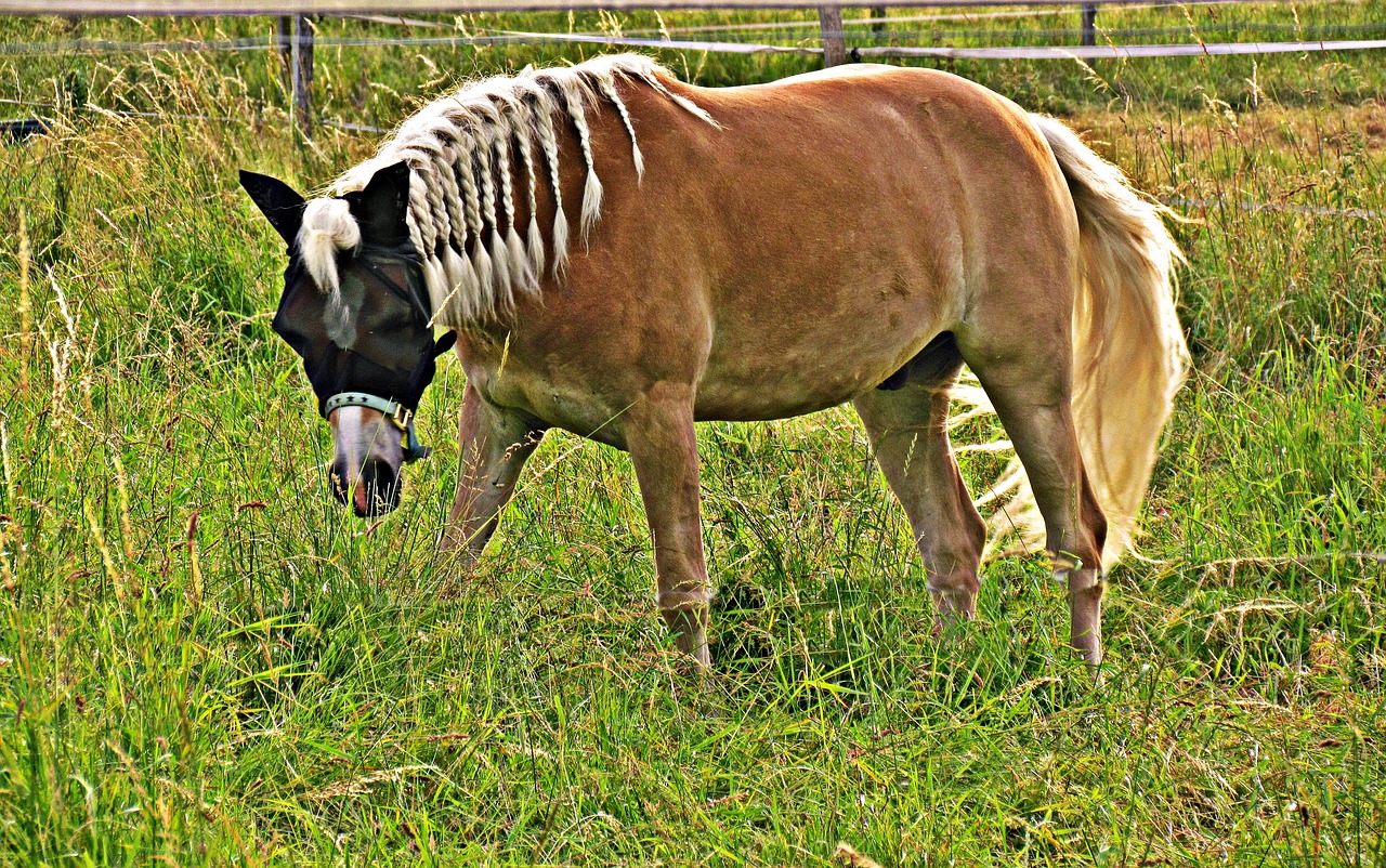 meadow field the horse free photo