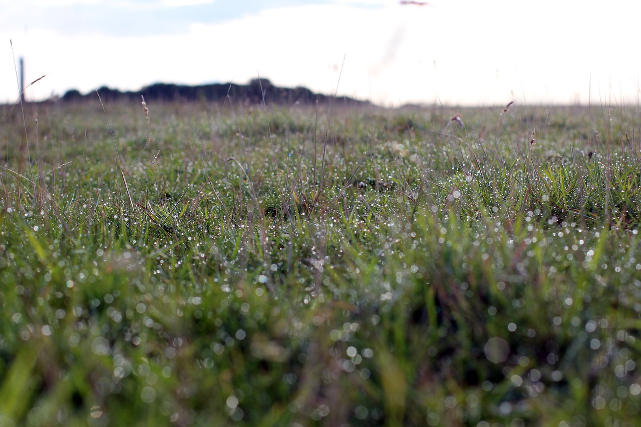 meadow green morgentau free photo