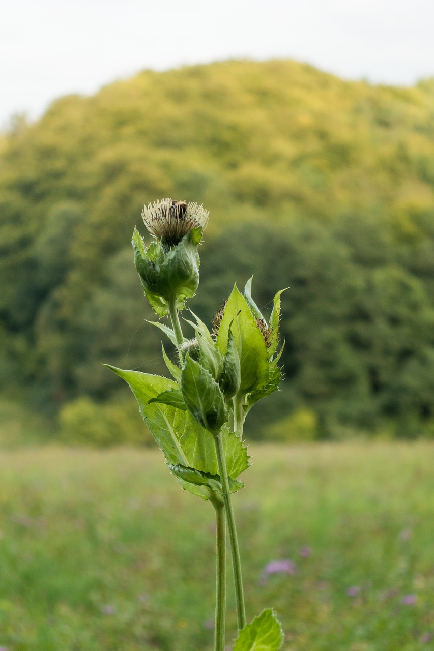 meadow grass flowers free photo