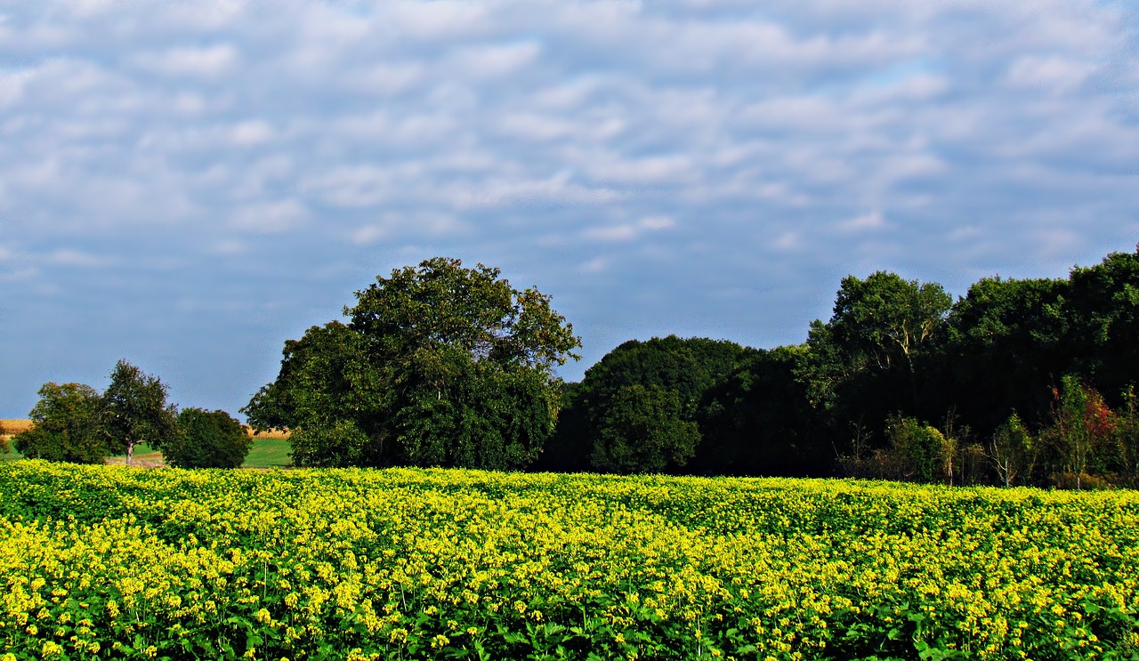 meadow field rapeseed free photo