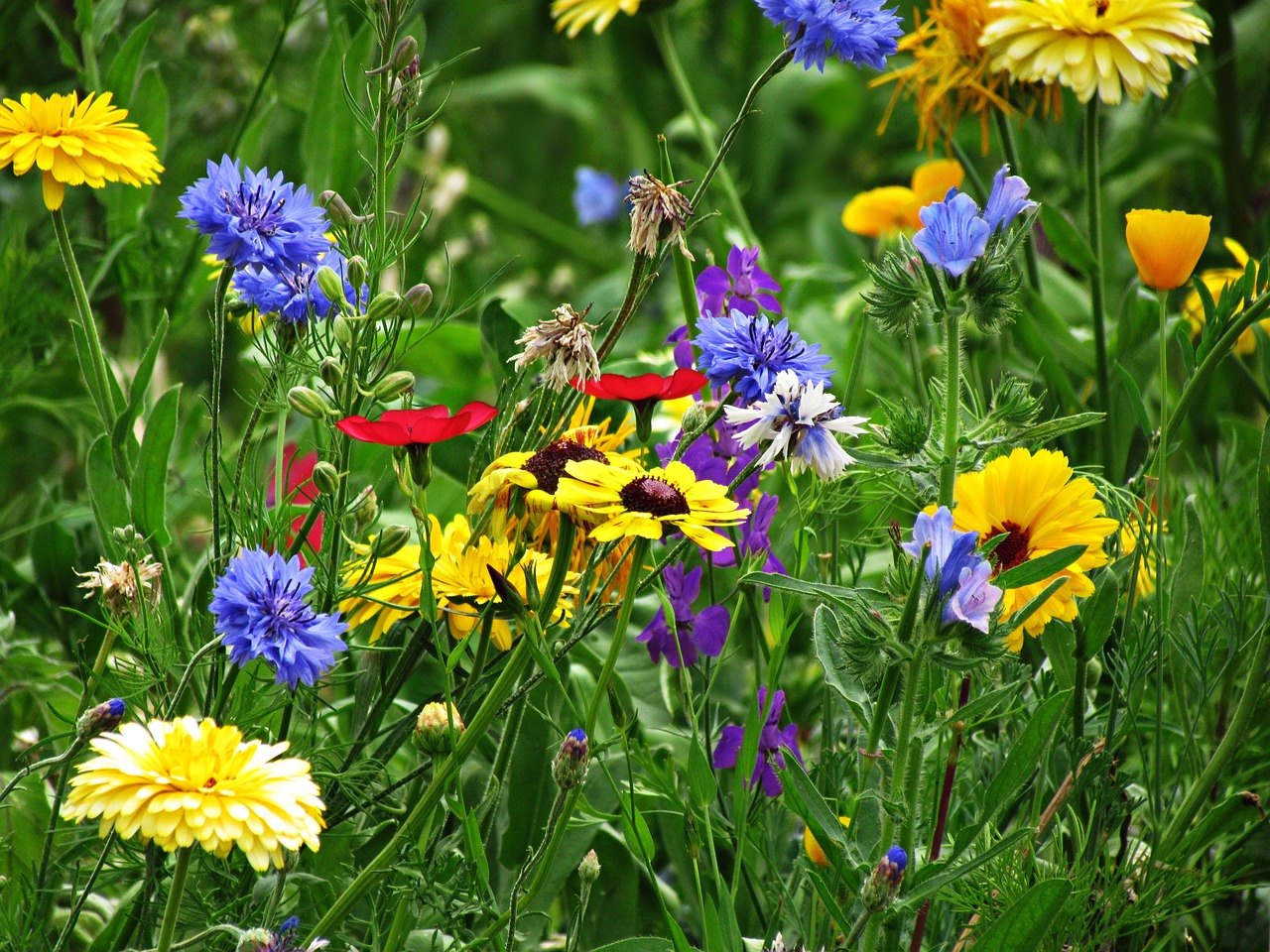 meadow flowers spring free photo