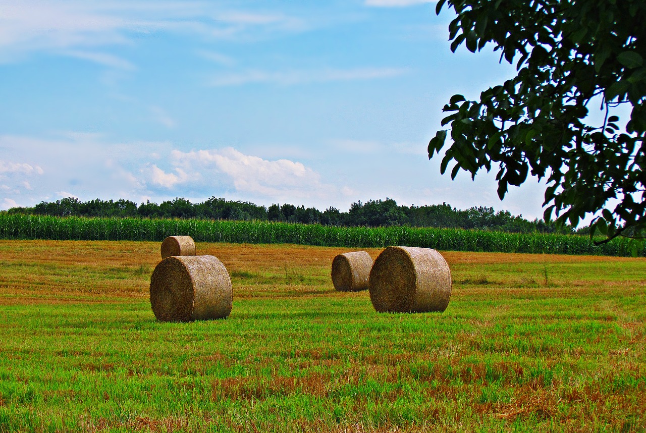 meadow hay grass free photo