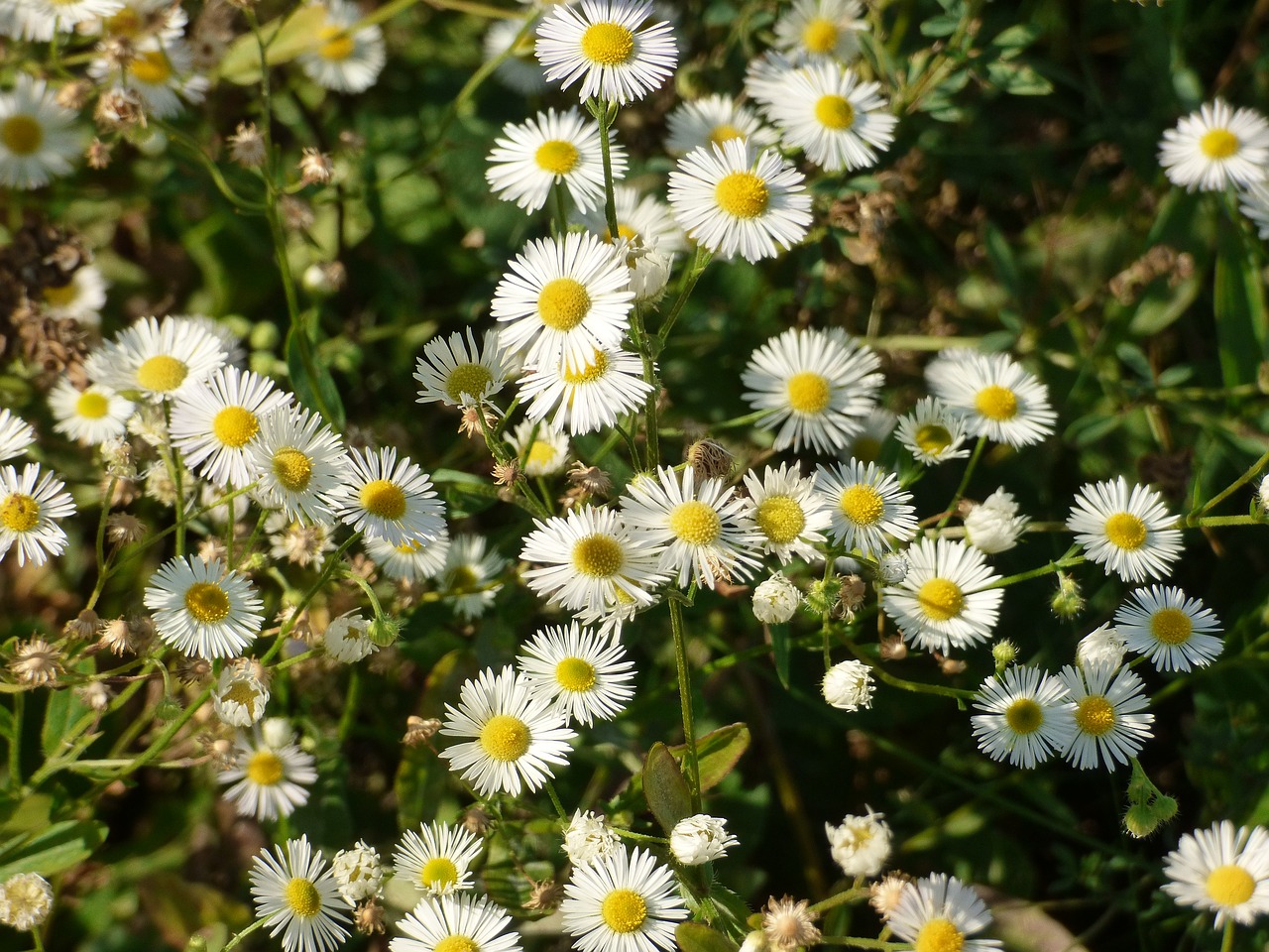 meadow flowers white flowers free photo