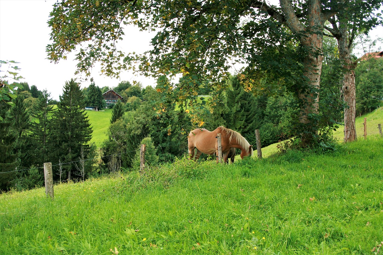 meadow the horse autumn free photo