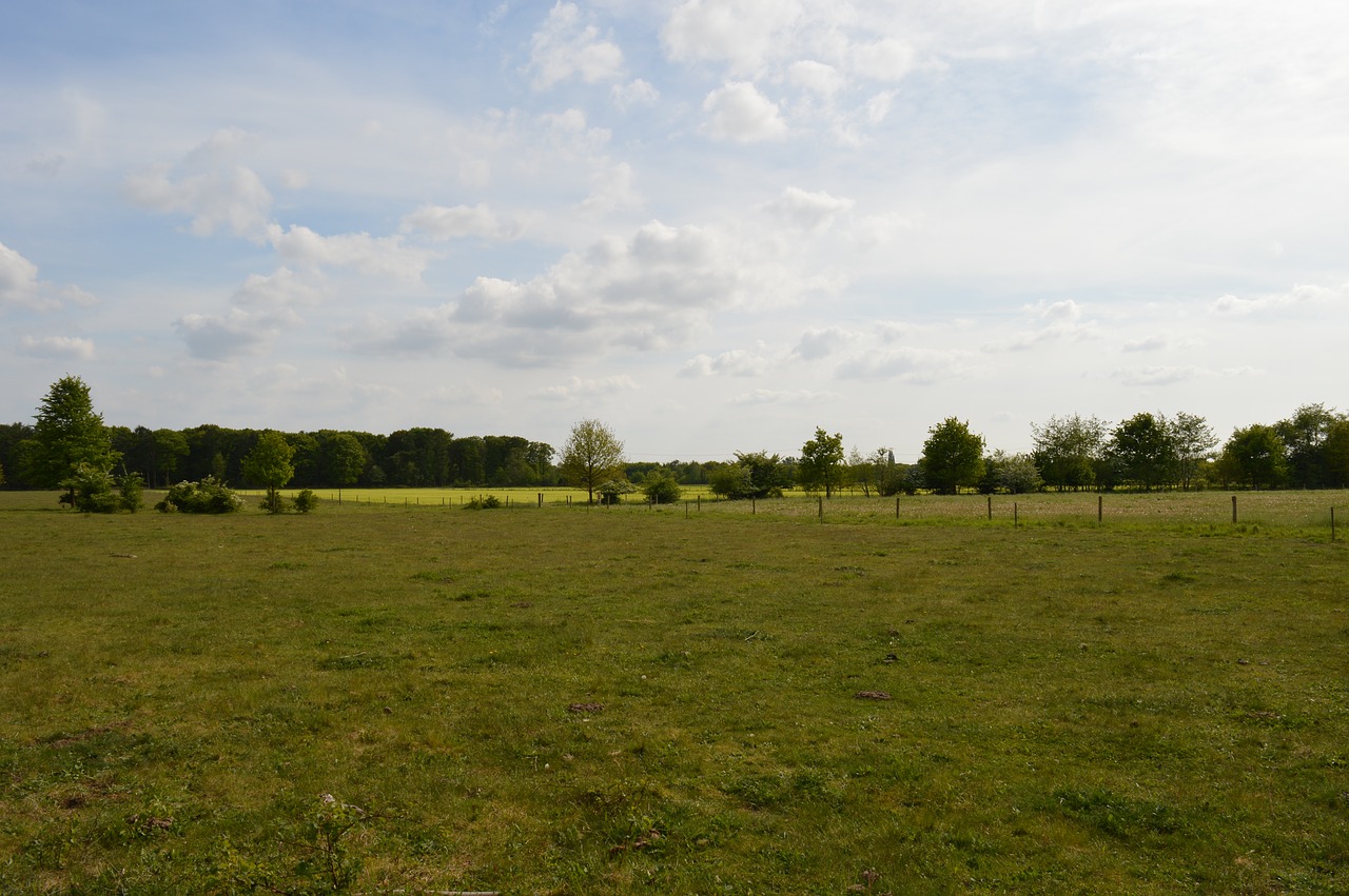 meadow green grass green free photo