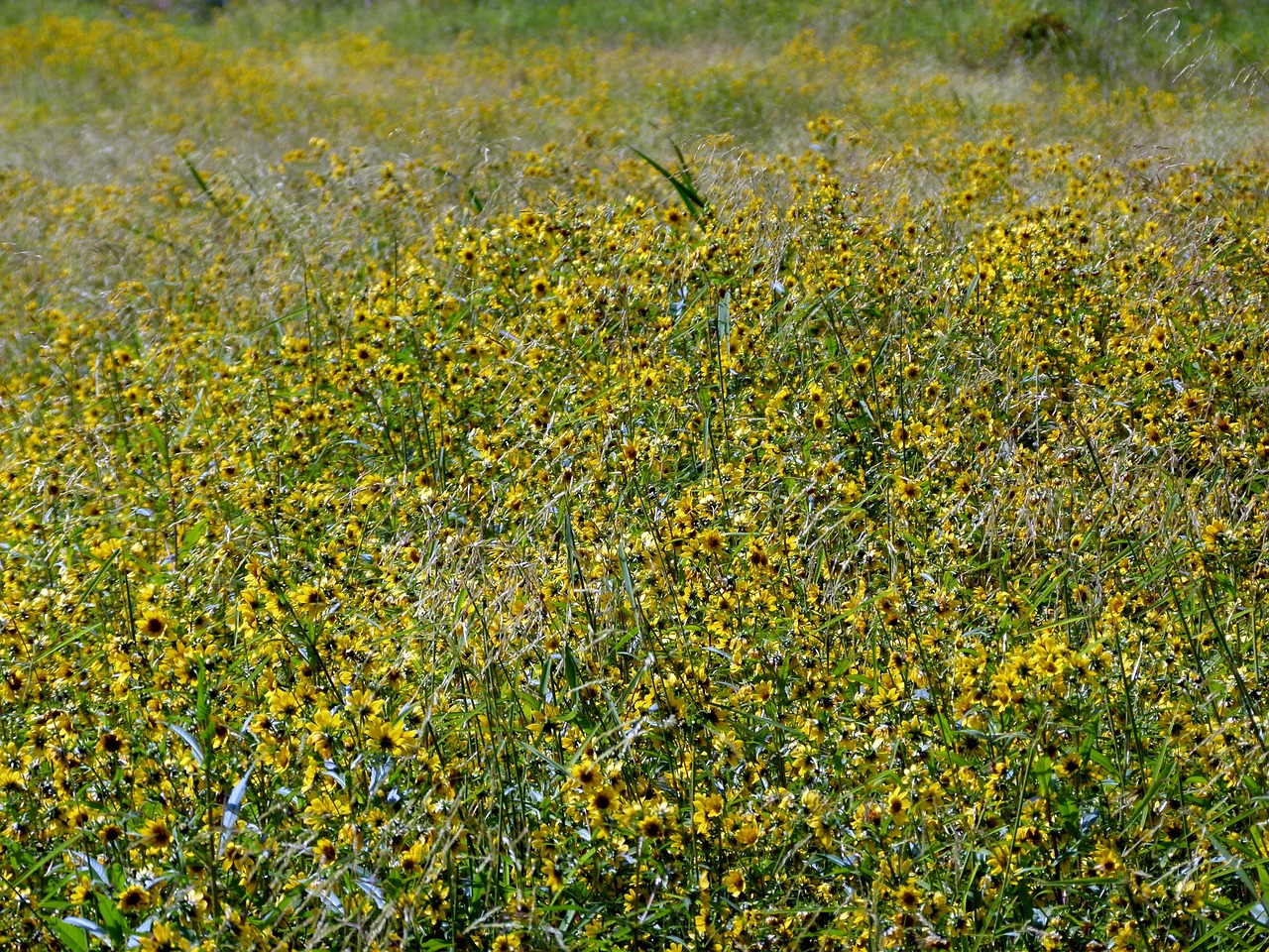 meadow yellow flowers sunflower free photo