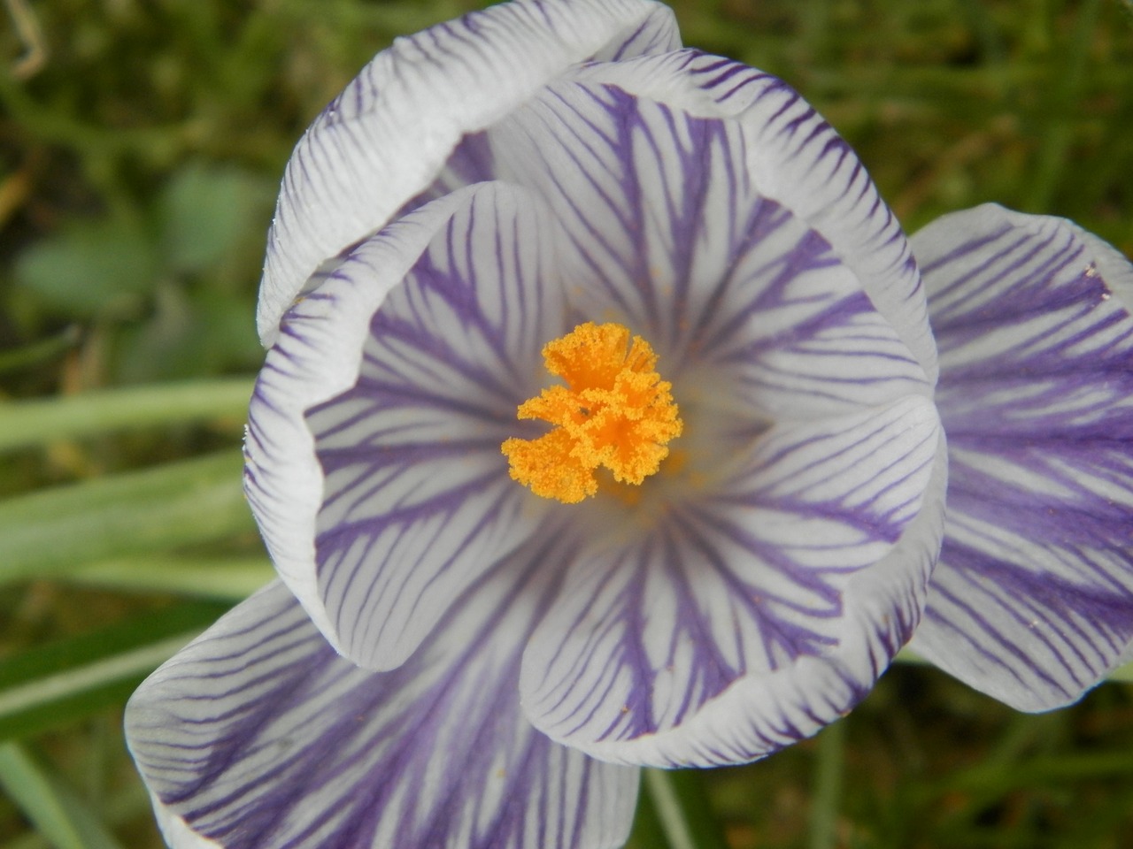 meadow spring flowers nature free photo