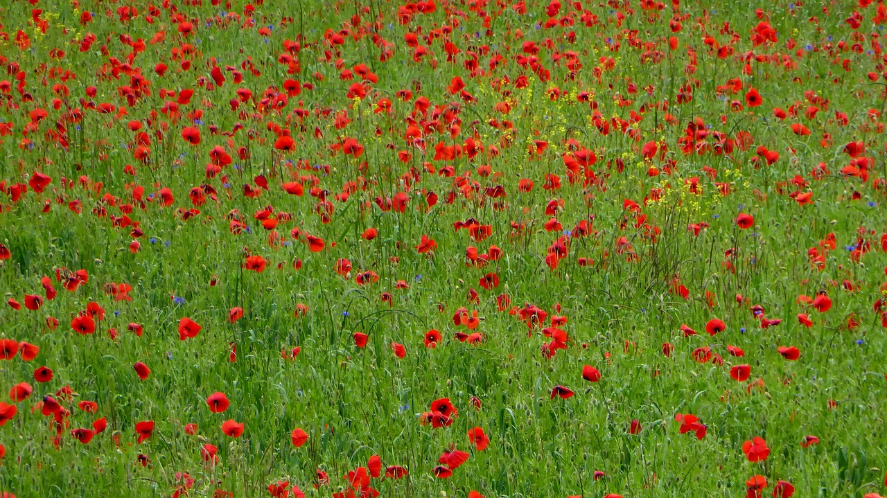 meadow poppy flower free photo