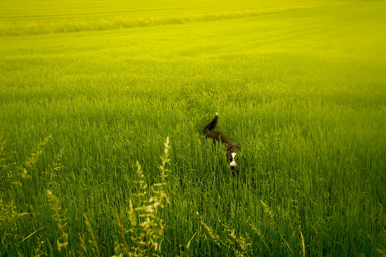 meadow green dog free photo