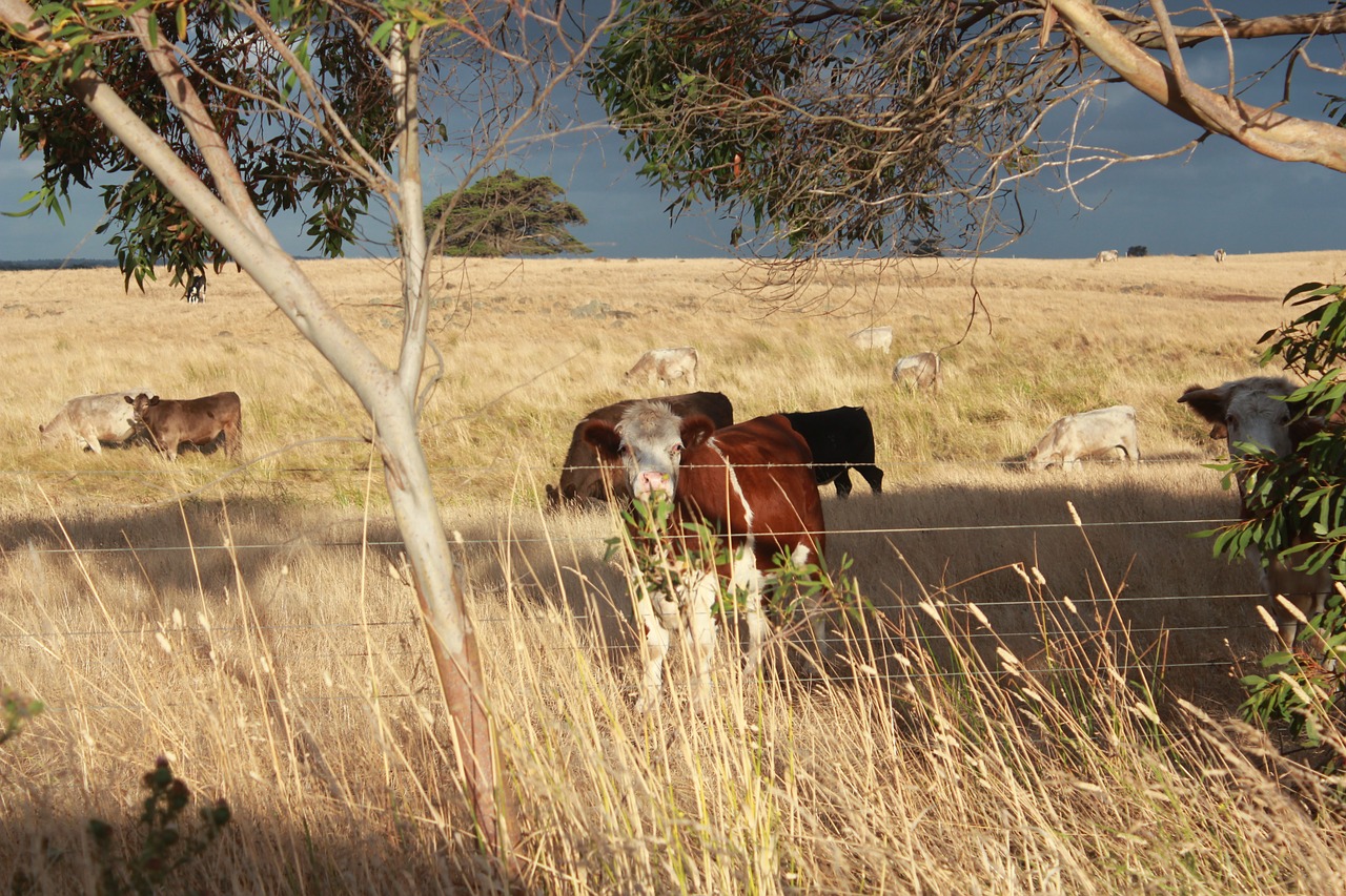 meadow cows fenced free photo