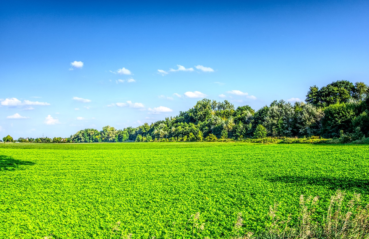 meadow green sky free photo