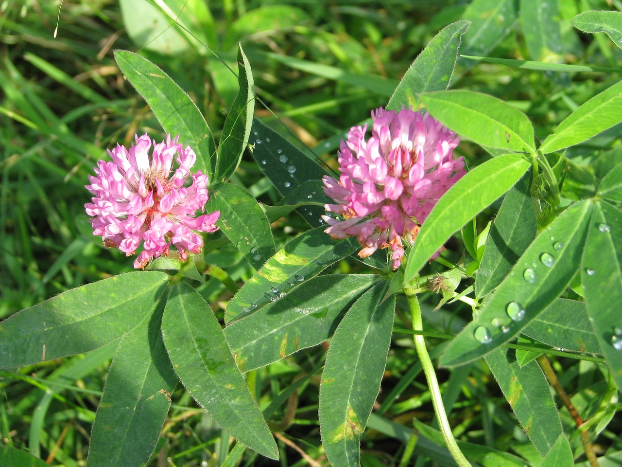 meadow flower closeup free photo