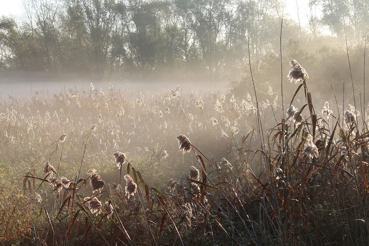 meadow plant haze free photo