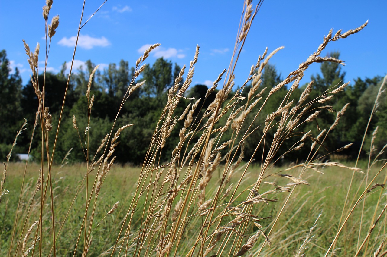 meadow grass summer free photo