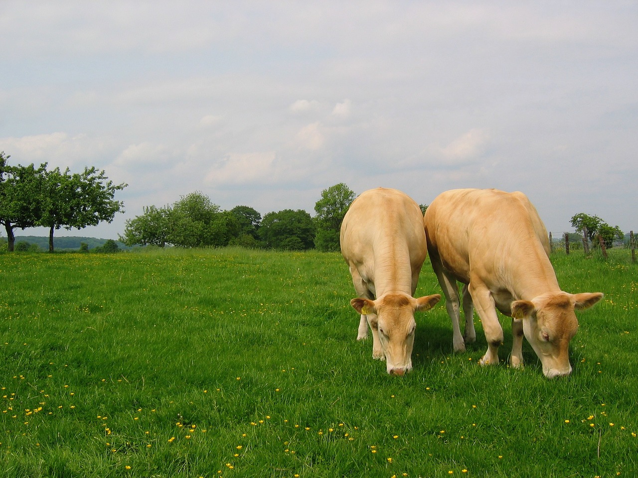 meadow whey cows free photo