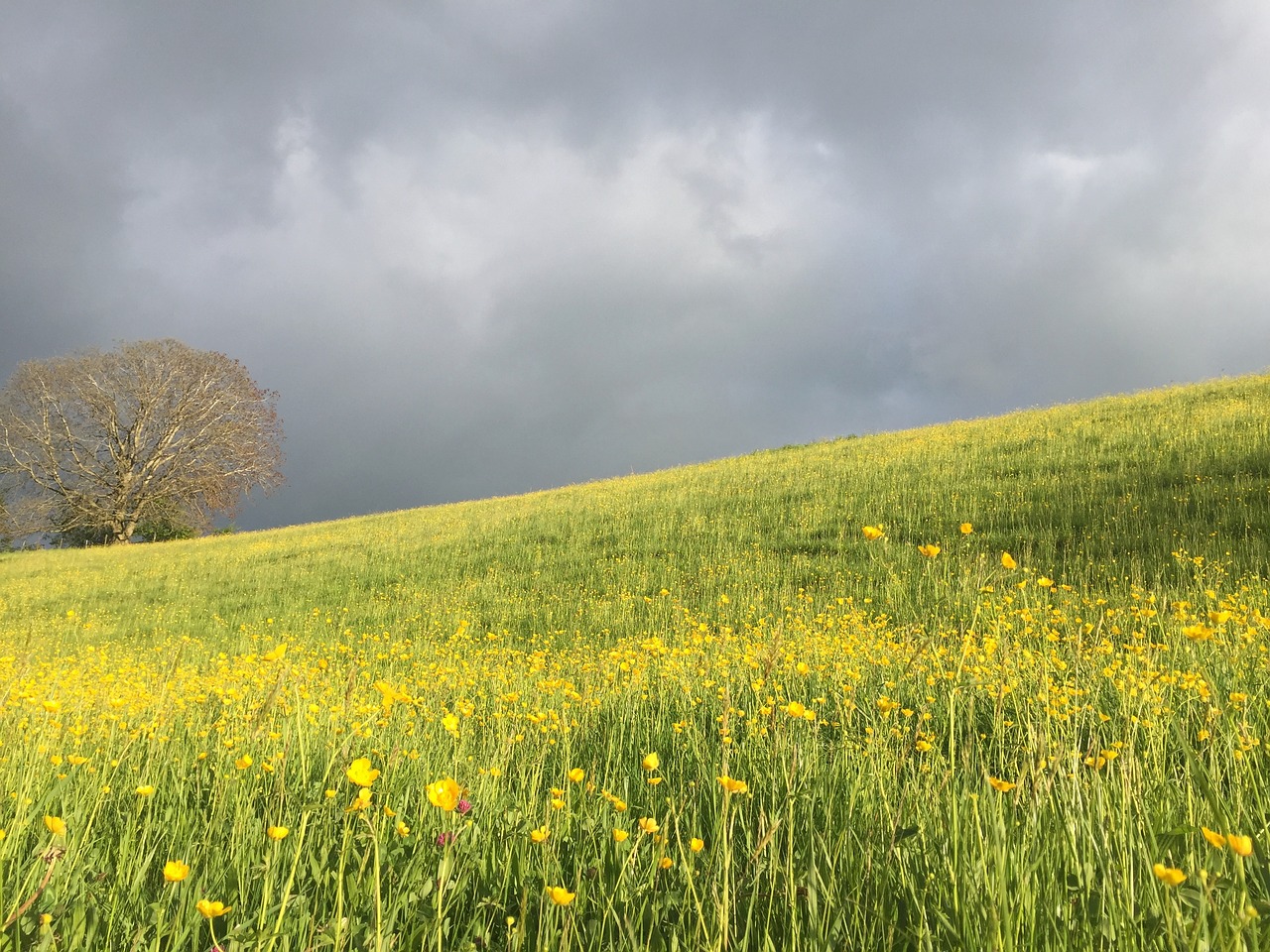 meadow green grass free photo