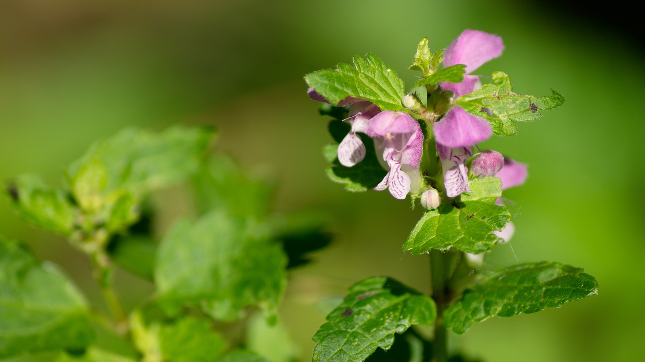 meadow meadow flowers herb free photo