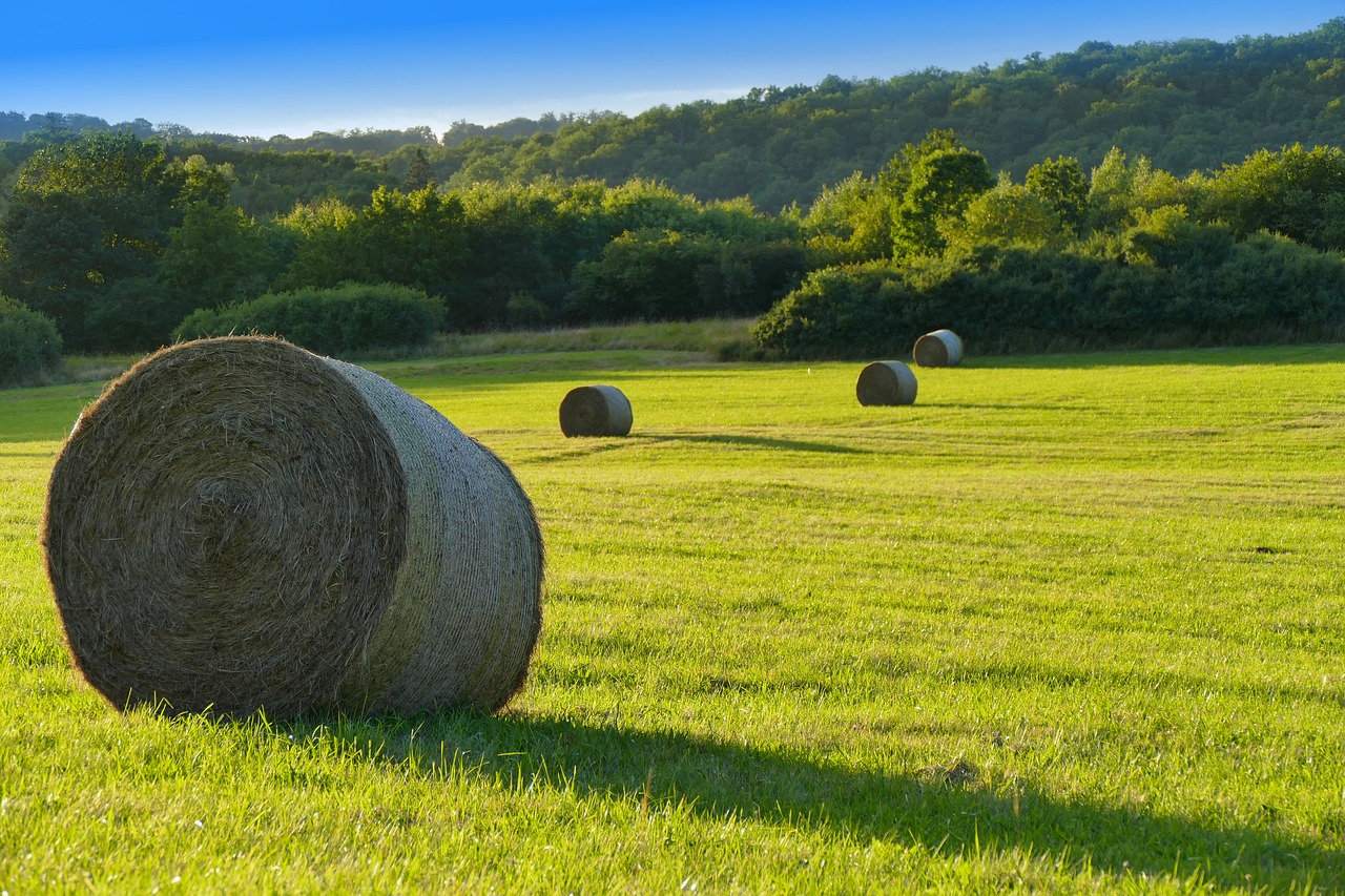 meadow landscape agriculture free photo