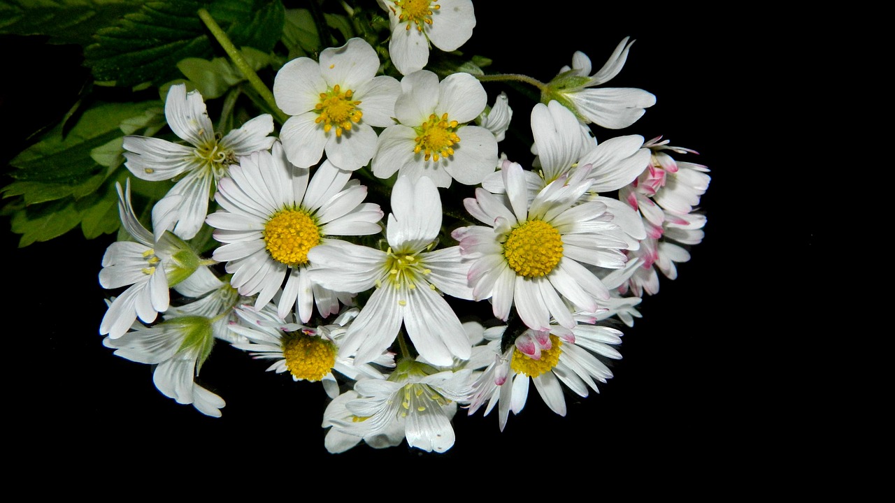 meadow flowers bouquet free photo