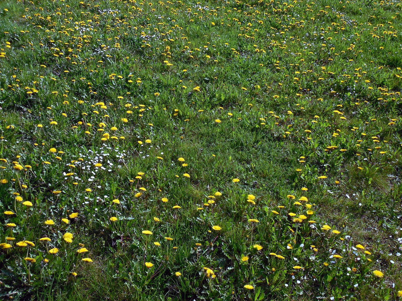 meadow flowers bloom free photo