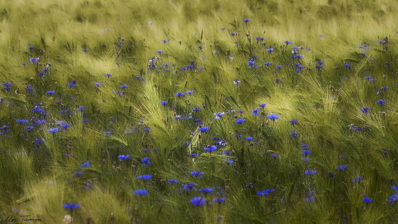 meadow flower field free photo