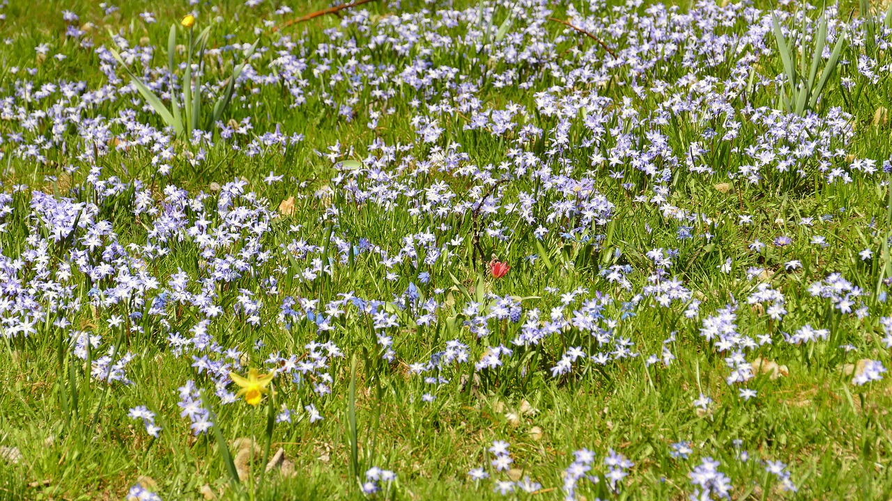 meadow  spring  flower free photo