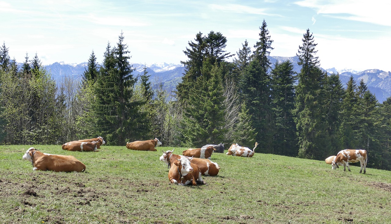 meadow  grass  cow free photo