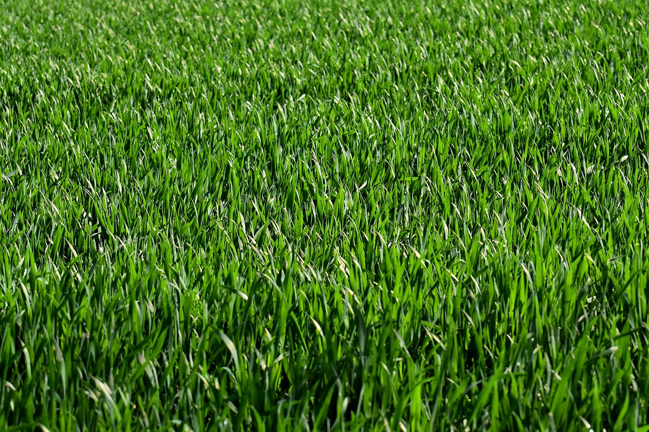 meadow  field  grass free photo