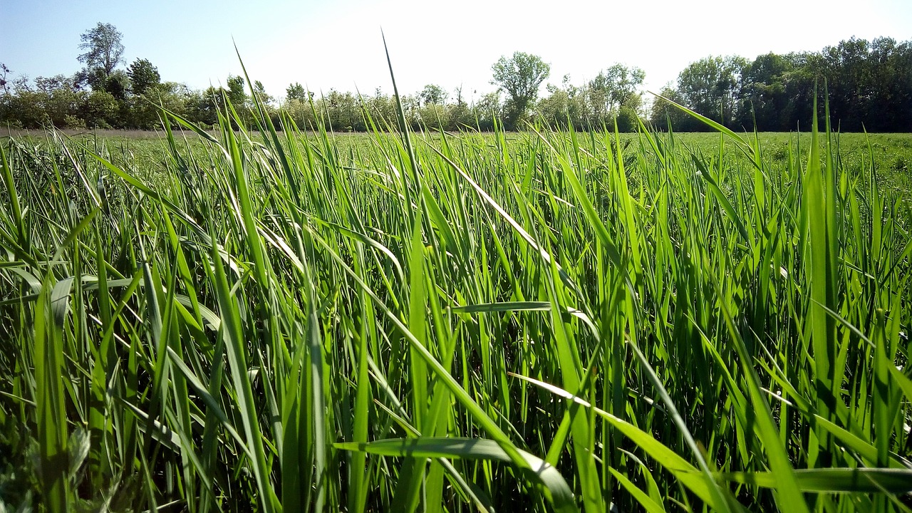 meadow  nature  country free photo