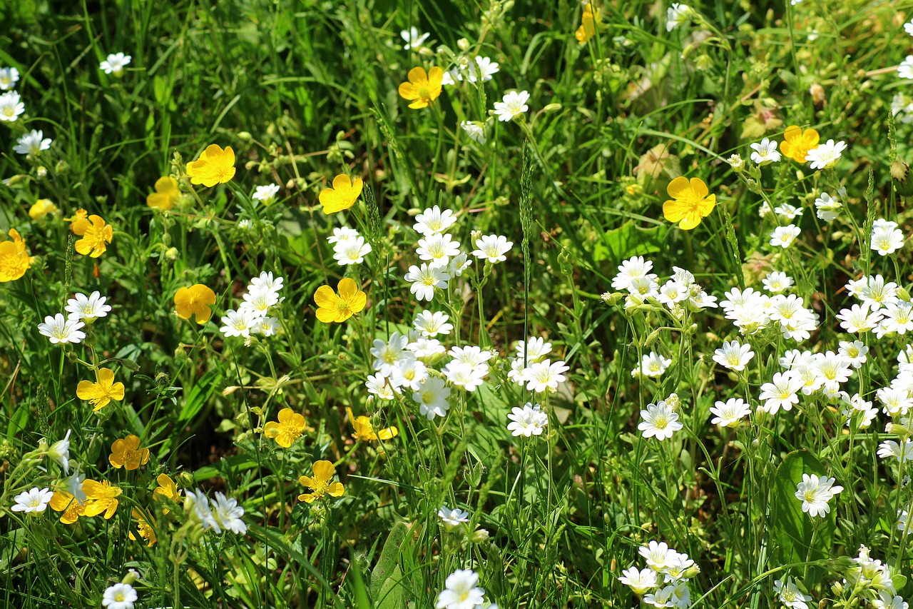 meadow  flowers  spring free photo