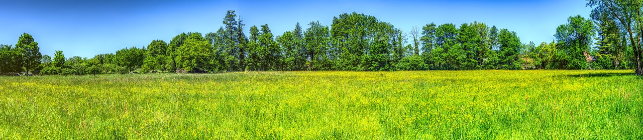 meadow  flowers  flower meadow free photo