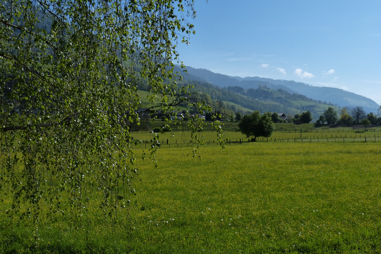 meadow landscape green free photo