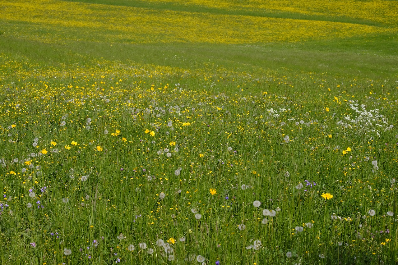 meadow  grass  bloom free photo