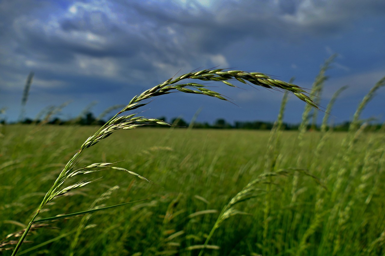 meadow  grass  sky free photo