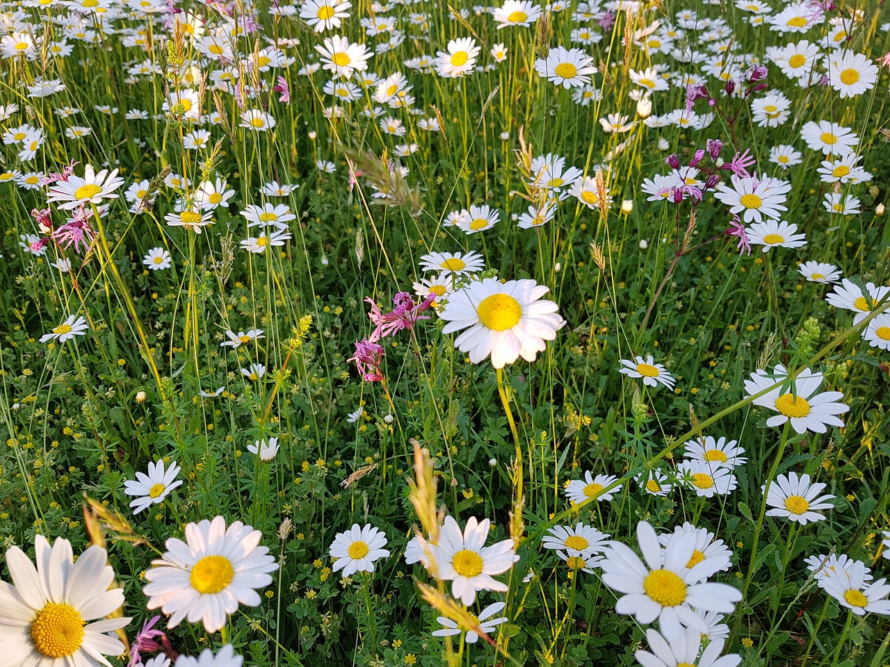 meadow  flowers  nature free photo