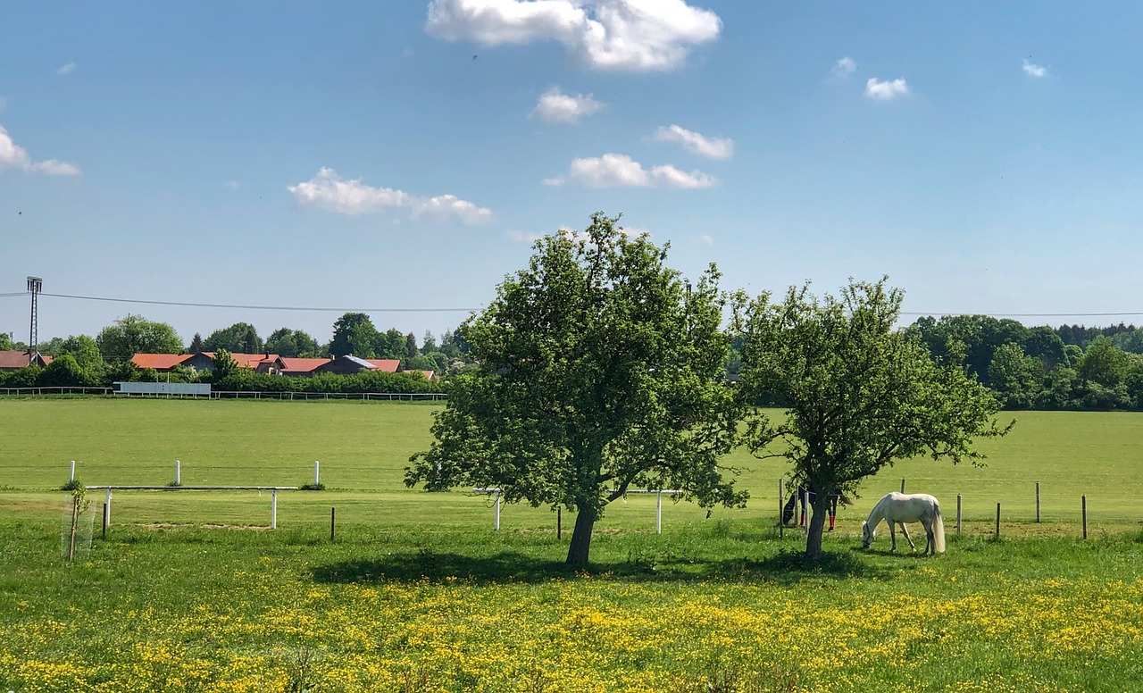 meadow  horse  coupling free photo